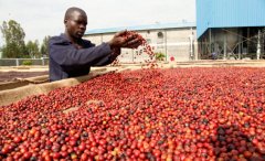Kenya Coffee Regions Update: Kenya's Coffee Industry Embraces New Opportunities with 2020 Coffee Bill Passage