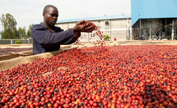 Kenya coffee farmers working in the fields