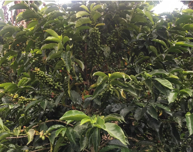 Caturra Chiroso coffee plant