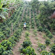 Negative Impacts of Coffee Bean Market Futures Price Fluctuations on the Coffee Industry Chain