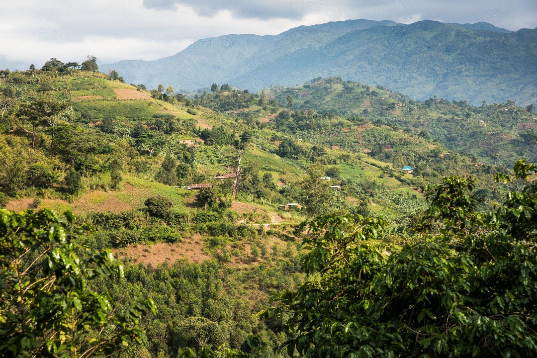 Deforestation showing coffee plantation expansion into forest areas