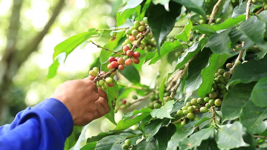Coffee cherries at different ripeness stages showing quality variations