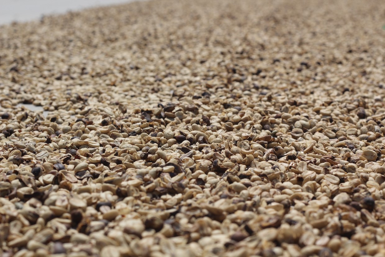 Coffee buyers inspecting coffee beans at a market