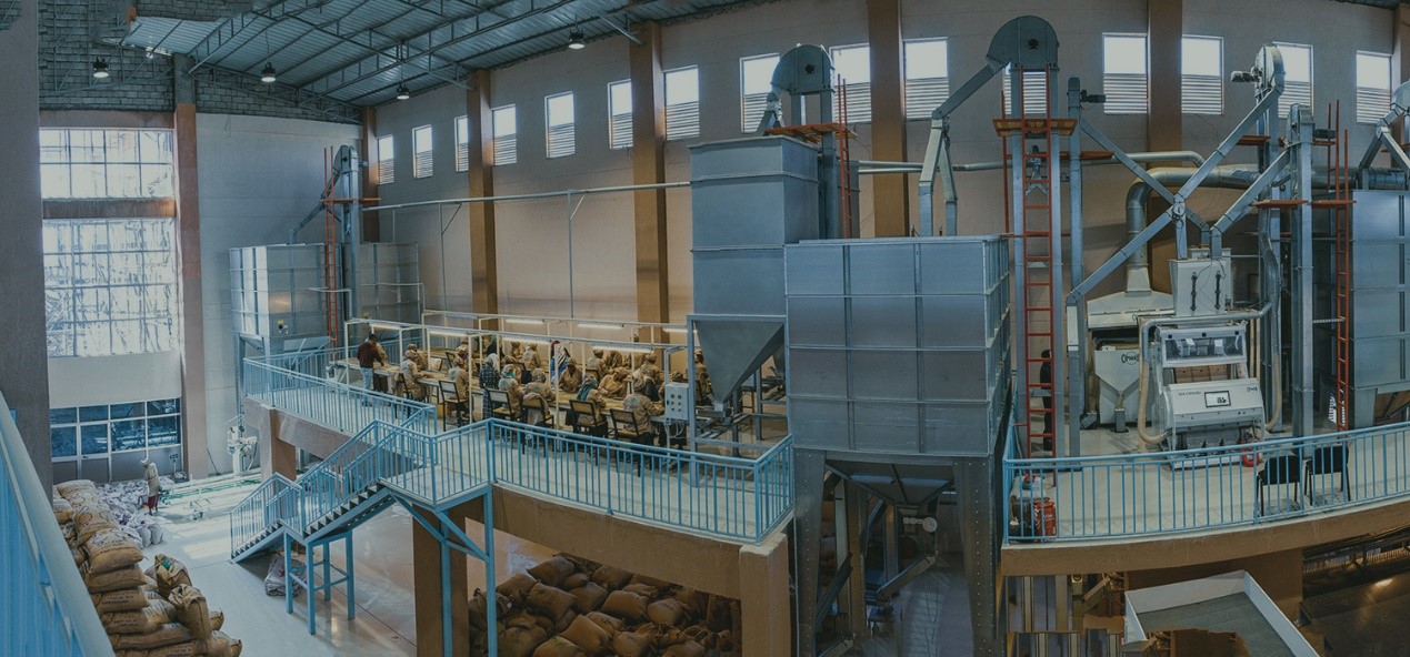 Coffee farmers sorting and selecting coffee cherries