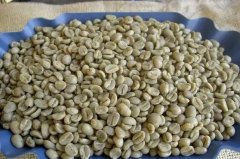 Advantages of Panama Coffee Bean Growth: Other Estates Besides Hacienda La Esmeralda