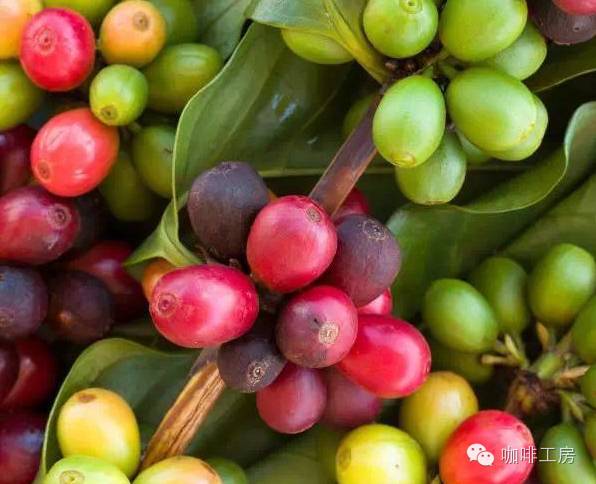 Civet cat and coffee cherries for Kopi Luwak production