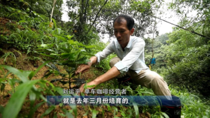 Coffee tree seedlings and cultivation