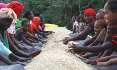 An Introduction to the Six Major Coffee Cultivation Models in Ethiopia and the Flavor Profile of Arsi Natural Coffee Beans