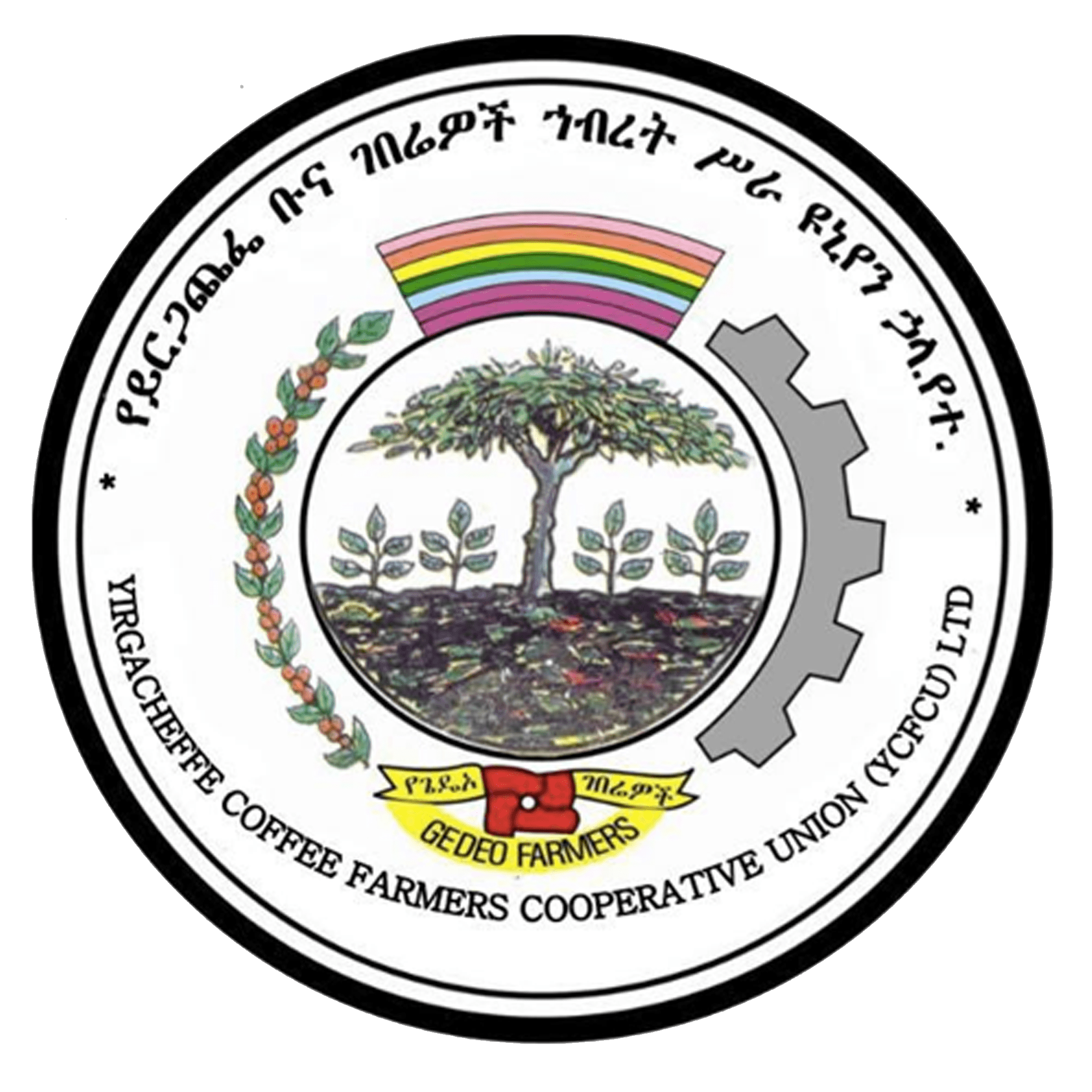 Yirgacheffe Coffee Farmers Cooperative Union