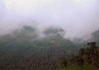 Mavis Bank Coffee Factory