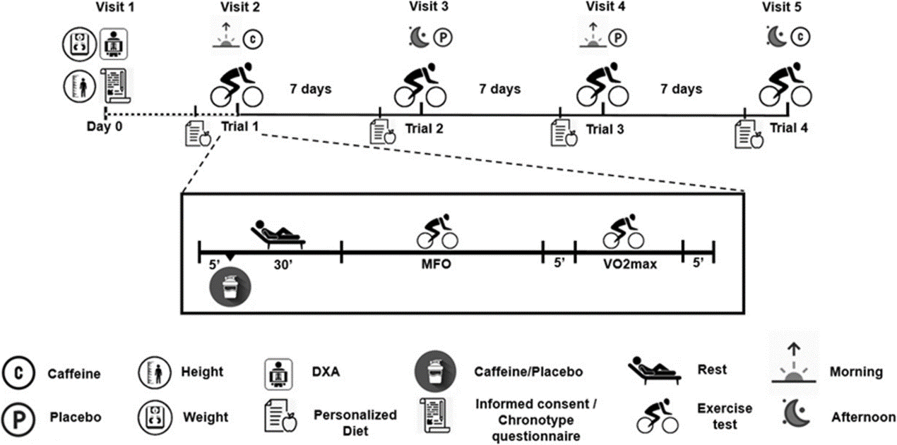 Research methodology showing caffeine intake timing and exercise schedule
