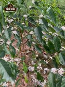 Typica Coffee and Bourbon Coffee: How to Identify Different Coffee Varieties