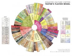 What Is Coffee Bean Aroma? How to Describe Coffee Aroma and Its Relationship with Flavor and Acidity