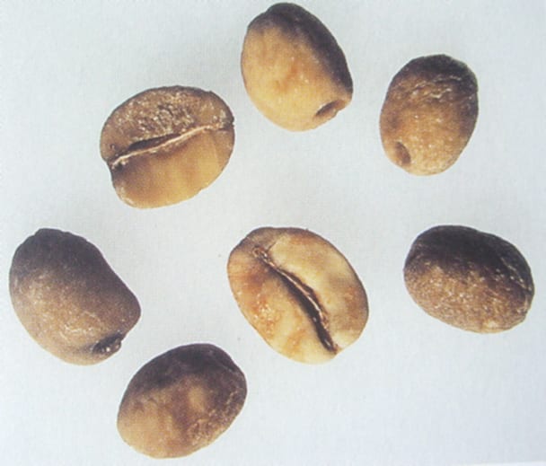Five major defective coffee beans