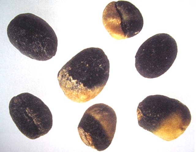 Over-fermented coffee beans