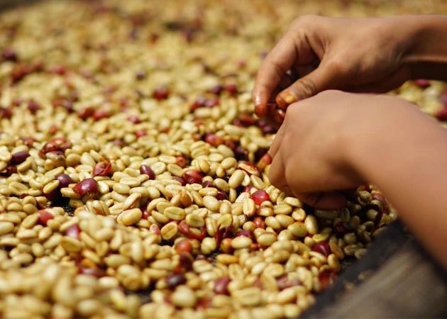 Coffee beans showing caramel notes