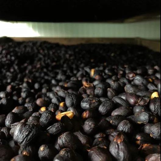 Coffee Cherries in Vacuum Sealed Bags