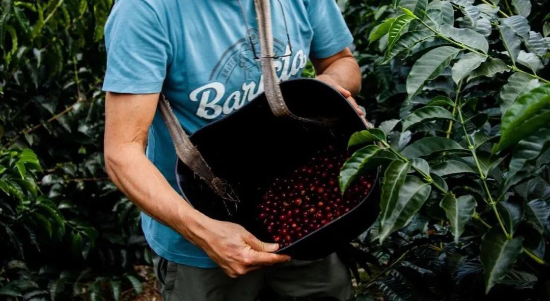 Geisha Coffee Cherries on Branch