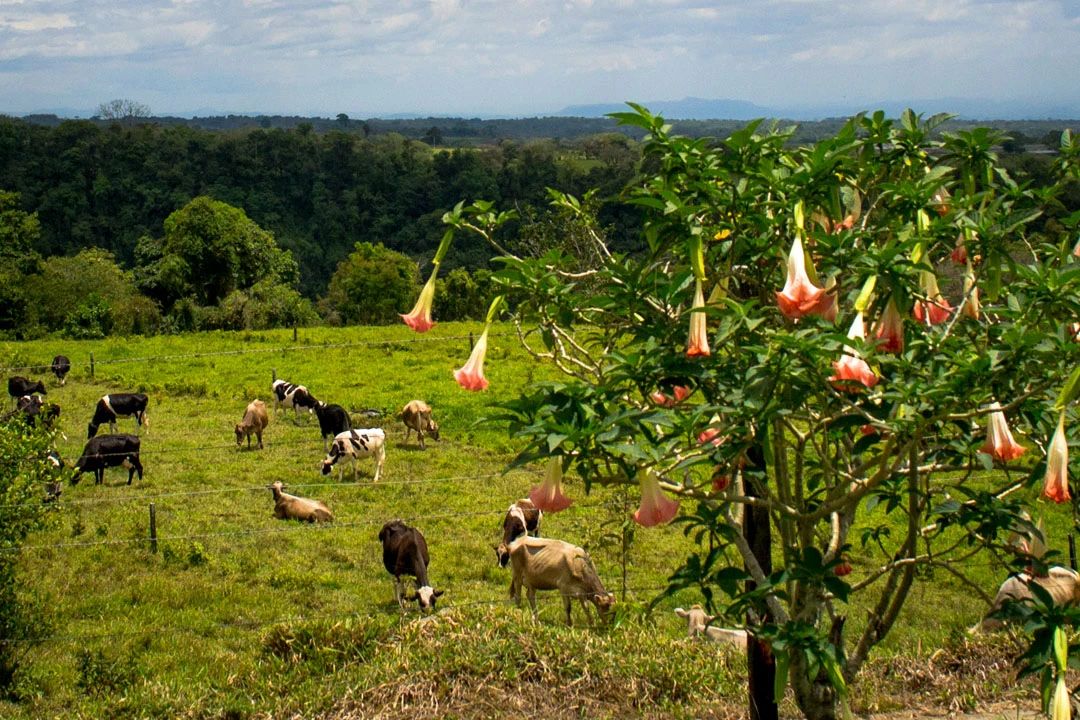 Finca Deborah estate landscape