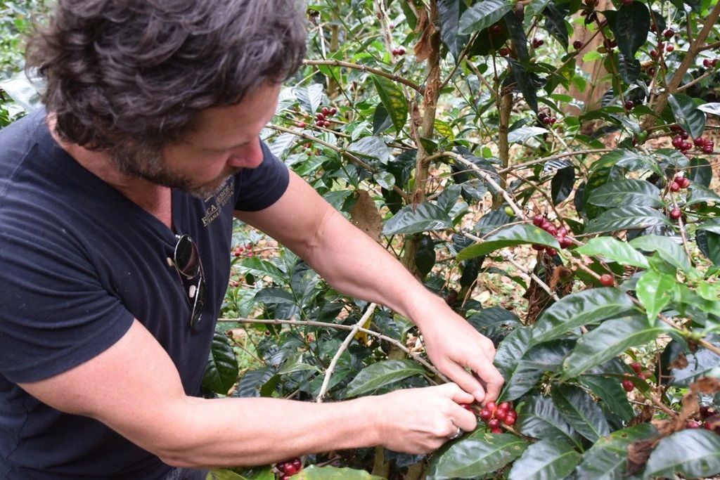 Coffee processing facilities