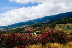 Panama Deborah Estate Savage Geisha Coffee Beans: Flavor Profile and Pricing