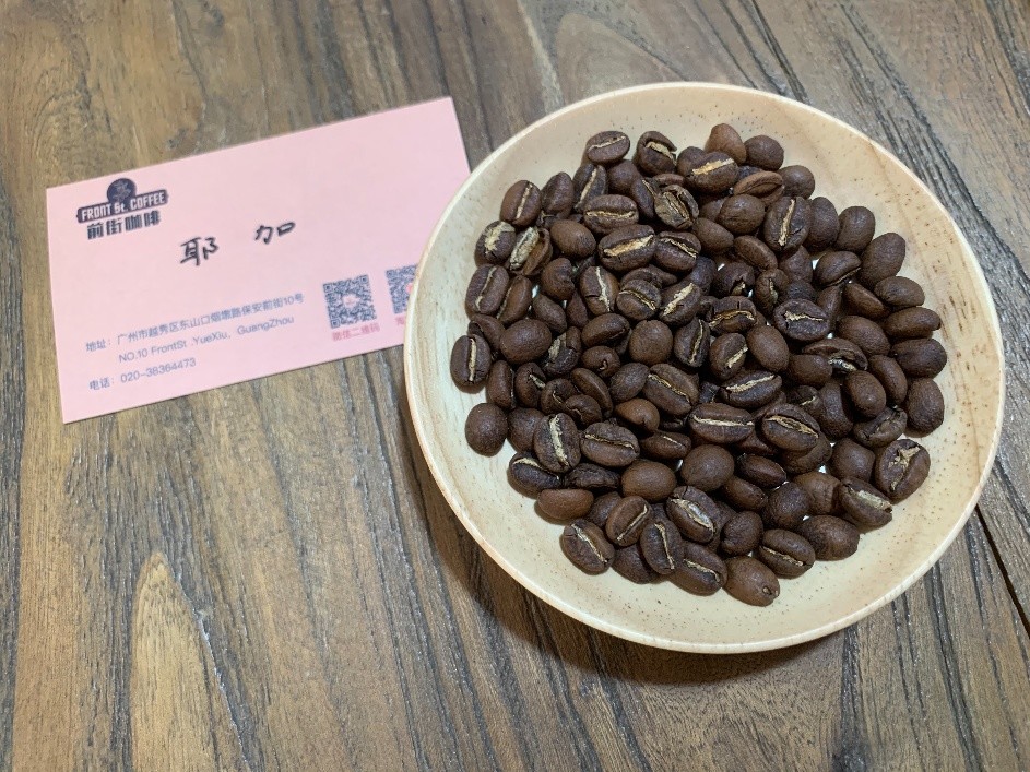 Ethiopian coffee farmer harvesting coffee cherries