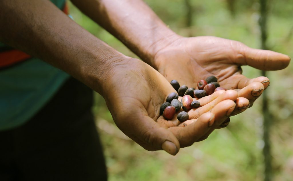 Traditional Ethiopian coffee ceremony