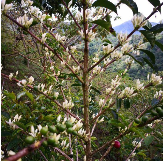 Hartmann family coffee plantation