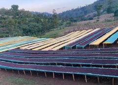 Flavor Differences Between Ethiopian Heirloom Coffee Beans from Guji and Sidamo Regions & Brewing Suggestions for Arsi Native Varieties