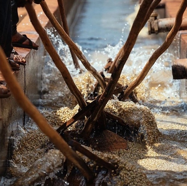 Washed Yirgacheffe coffee beans showing bright citrus flavors