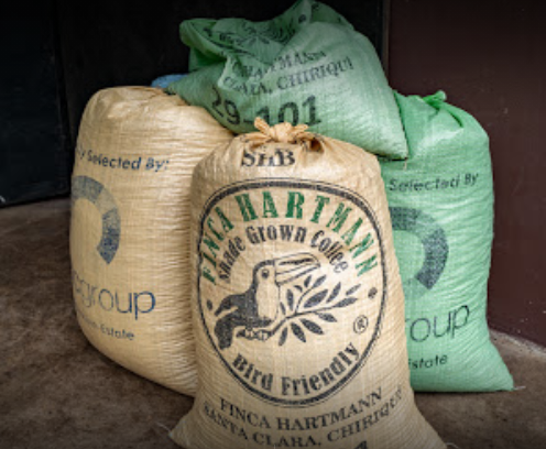 Pacamara coffee beans