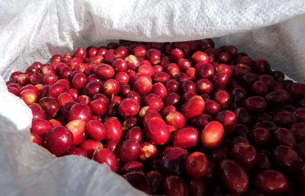 Panama Hartmann Estate Geisha Coffee