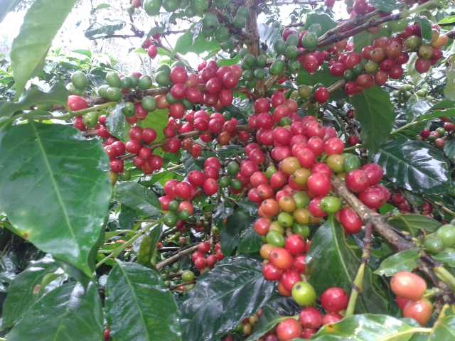 Caturra coffee plant