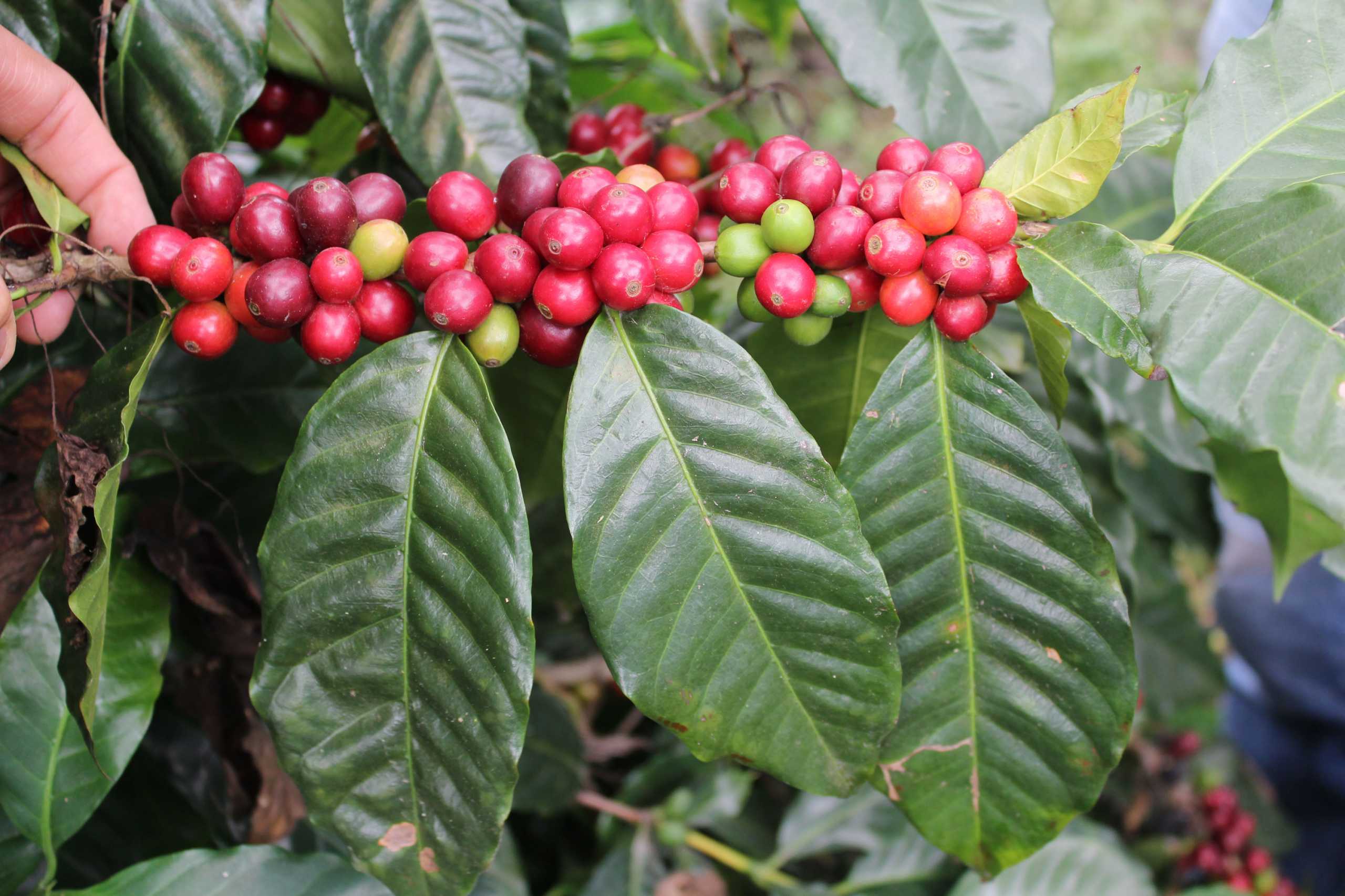 Catuai coffee cherries