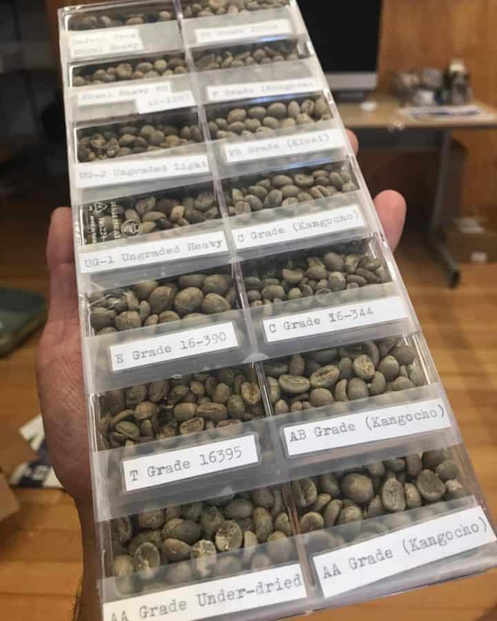 Kenya coffee varieties comparison