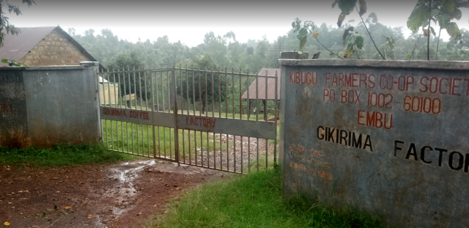 Kenyan coffee drying process at Gikirima