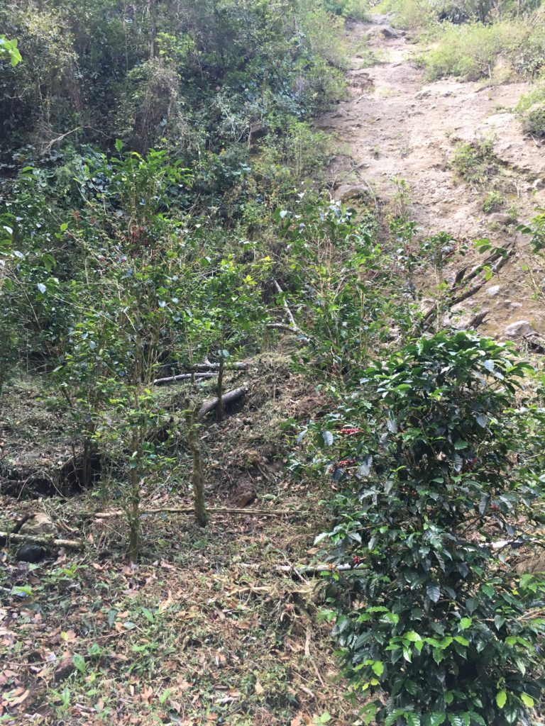 Morgan Estate landscape