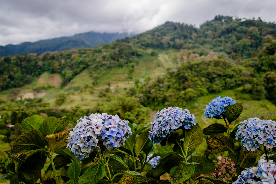 Finca Deborah coffee trees