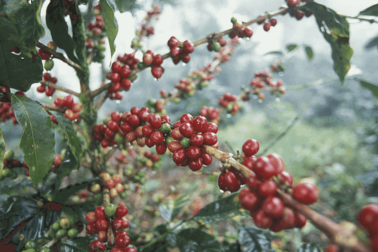 Honduran coffee landscape