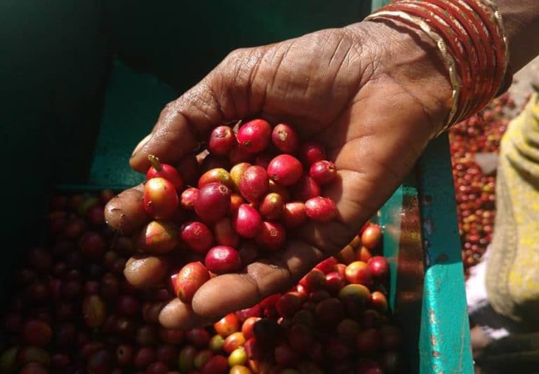 Indian coffee plantation