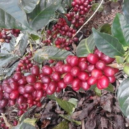 Red Bourbon coffee beans from Finca El Diviso Estate