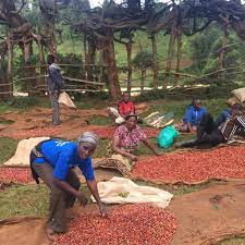 Coffee cherries being sorted at processing station