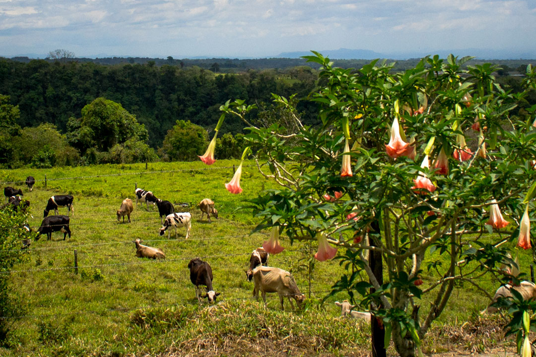 Finca Deborah Coffee Farm