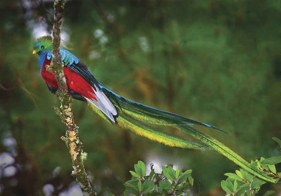 Quetzal bird specimen in natural history museum display