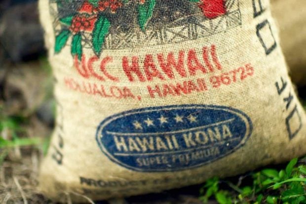 Hawaiian coffee farm with volcanic soil background