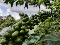 El Salvador Coffee's Turbulent History: Fair Trade Impact and Black Honey Processing
