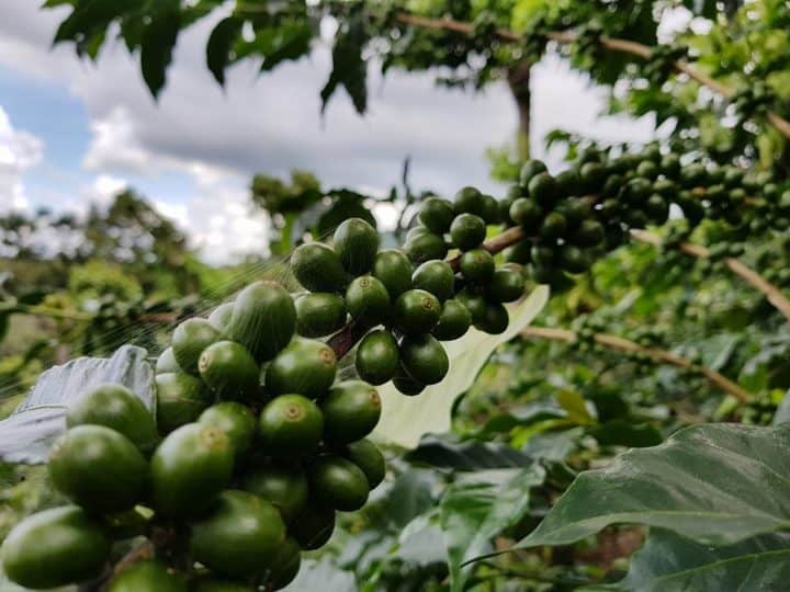 Historical coffee cultivation in El Salvador