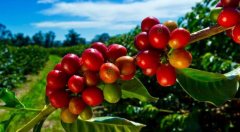 Does Hawaii Kona Coffee Have Higher Caffeine Content? The Authentic Way to Enjoy Hawaiian Coffee