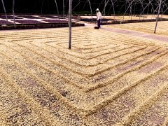 Salvadoran Coffee Bean Processing Methods and Flavor Profile of Lemus Estate Black Honey Process