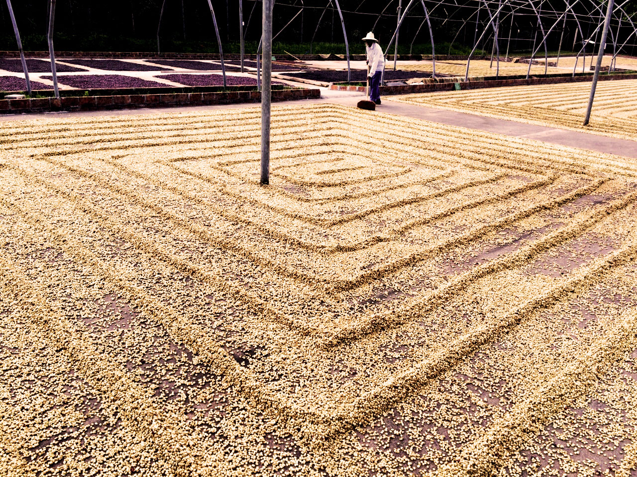 Natural coffee processing method